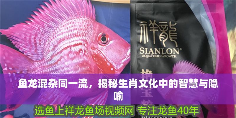 魚龍混雜同一流，揭秘生肖文化中的智慧與隱喻