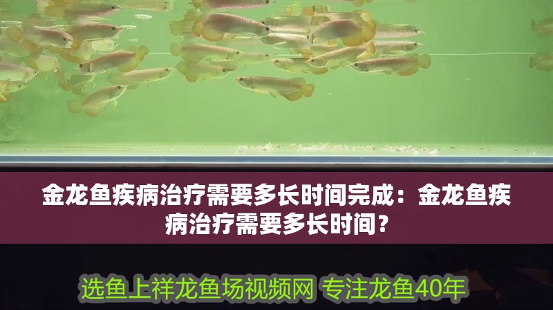 金龍魚疾病治療需要多長時間完成：金龍魚疾病治療需要多長時間？ 金龍魚疾病治療需要多長時間完成：金龍魚疾病治療需要多長時間？ 水族問答