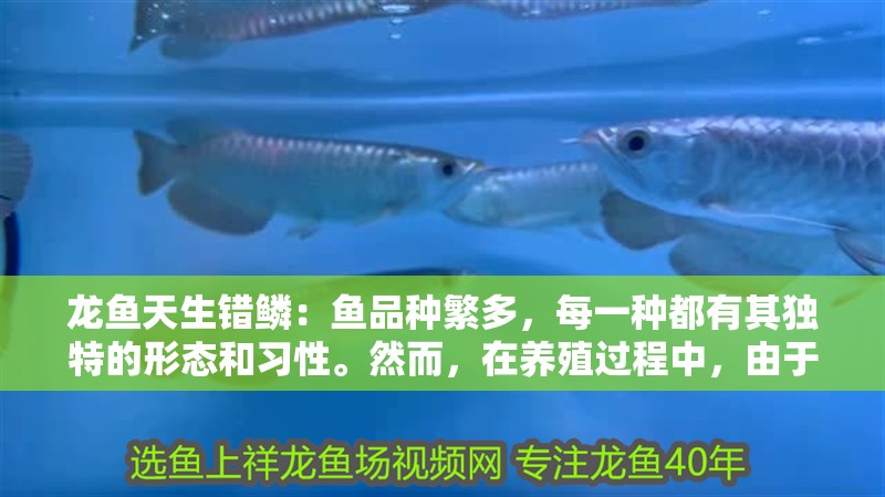 龍魚天生錯鱗：魚品種繁多，每一種都有其獨特的形態和習性。然而，在養殖過程中，由于環境、飼料、疾病等多種因素的影響，一些龍魚品種可能會出現錯鱗的現象。本文將探討哪些龍魚品種容易錯鱗，并提供相應的預防措施：龍魚養殖技術：龍魚錯鱗的預防