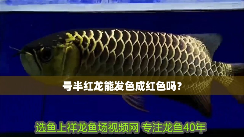號(hào)半紅龍能發(fā)色成紅色嗎？