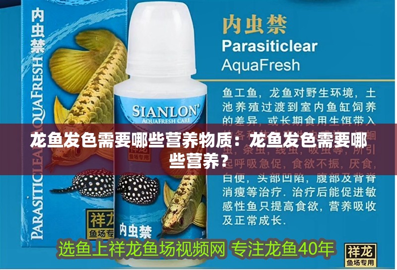 龍魚發色需要哪些營養物質：龍魚發色需要哪些營養？