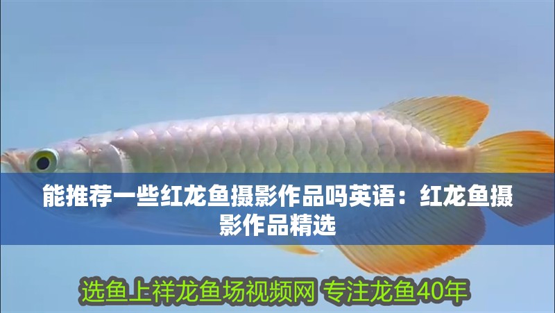 能推薦一些紅龍魚攝影作品嗎英語：紅龍魚攝影作品精選