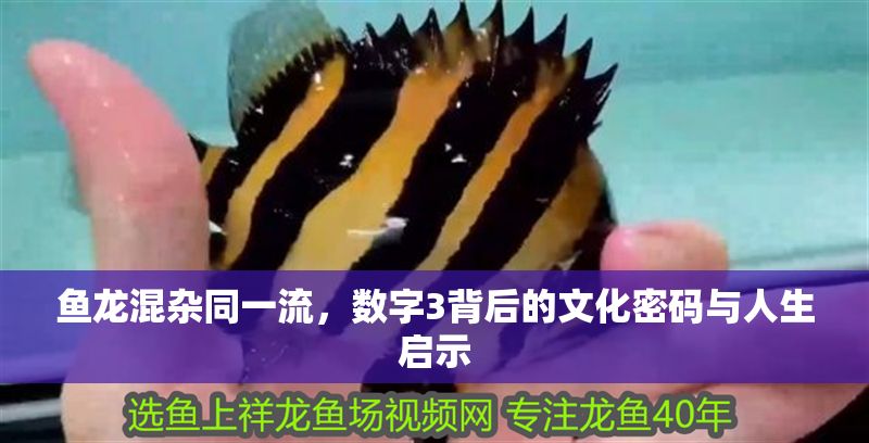 魚龍混雜同一流，數字3背后的文化密碼與人生啟示