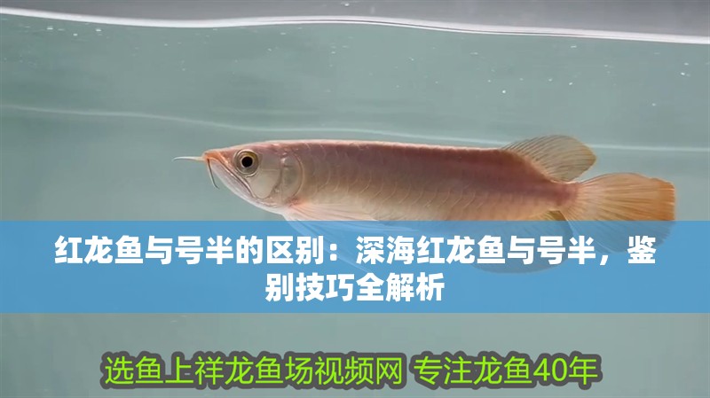 紅龍魚與號半的區(qū)別：深海紅龍魚與號半，鑒別技巧全解析
