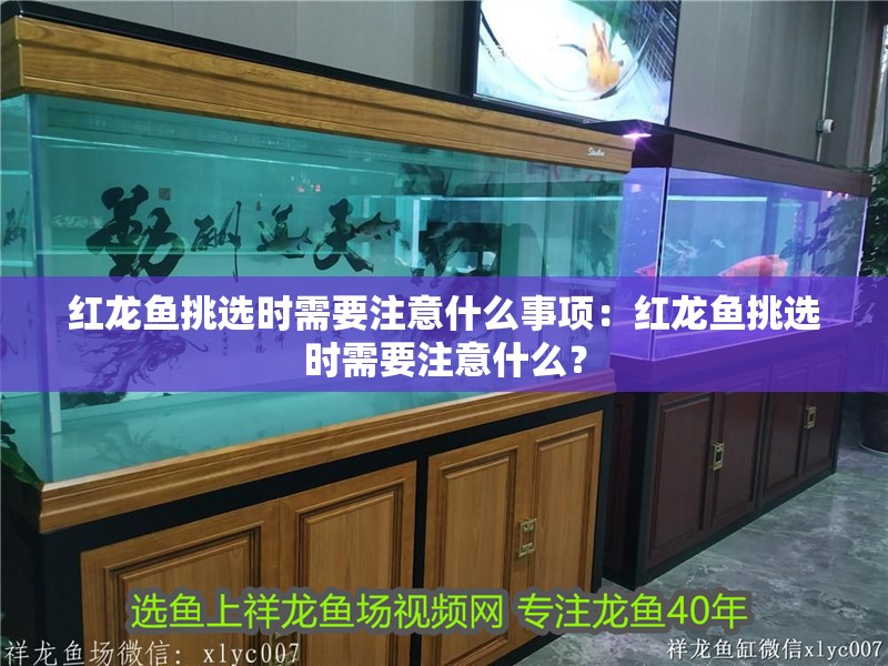 紅龍魚挑選時需要注意什么事項：紅龍魚挑選時需要注意什么？