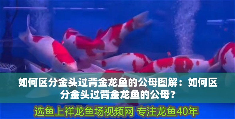 如何區分金頭過背金龍魚的公母圖解：如何區分金頭過背金龍魚的公母？