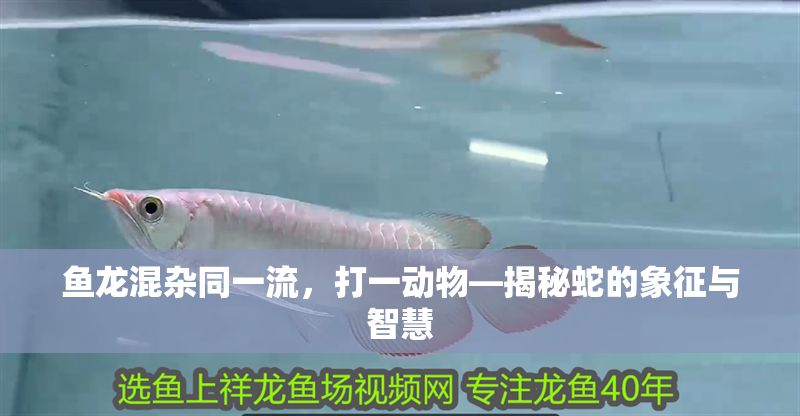 魚龍混雜同一流，打一動物—揭秘蛇的象征與智慧