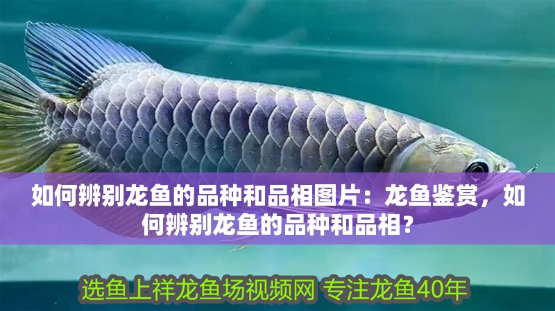 如何辨別龍魚的品種和品相圖片：龍魚鑒賞，如何辨別龍魚的品種和品相？