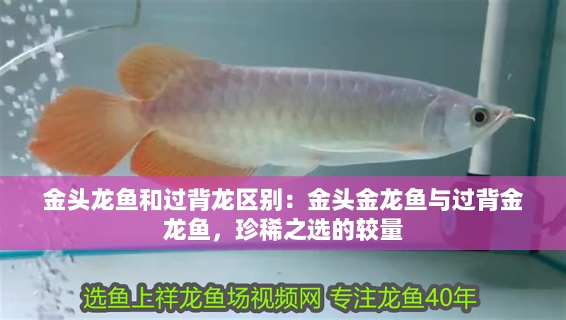 金頭龍魚和過背龍區(qū)別：金頭金龍魚與過背金龍魚，珍稀之選的較量