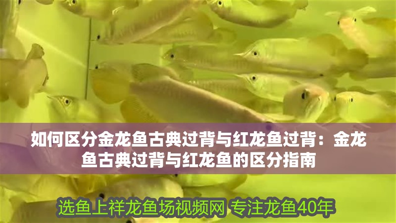 如何區(qū)分金龍魚古典過背與紅龍魚過背：金龍魚古典過背與紅龍魚的區(qū)分指南