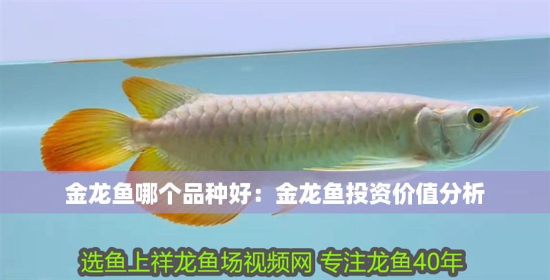 金龍魚哪個品種好：金龍魚投資價值分析