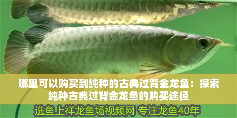 哪里可以購買到純種的古典過背金龍魚：探索純種古典過背金龍魚的購買途徑