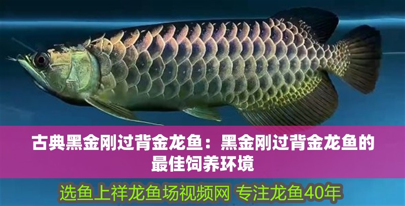 古典黑金剛過背金龍魚：黑金剛過背金龍魚的最佳飼養環境