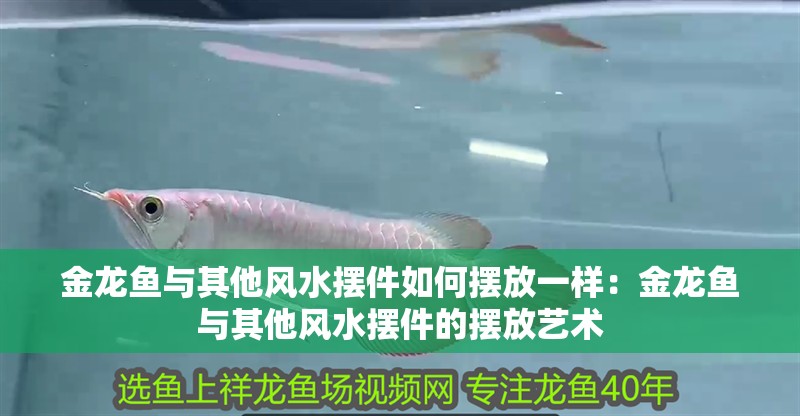 金龍魚與其他風水擺件如何擺放一樣：金龍魚與其他風水擺件的擺放藝術