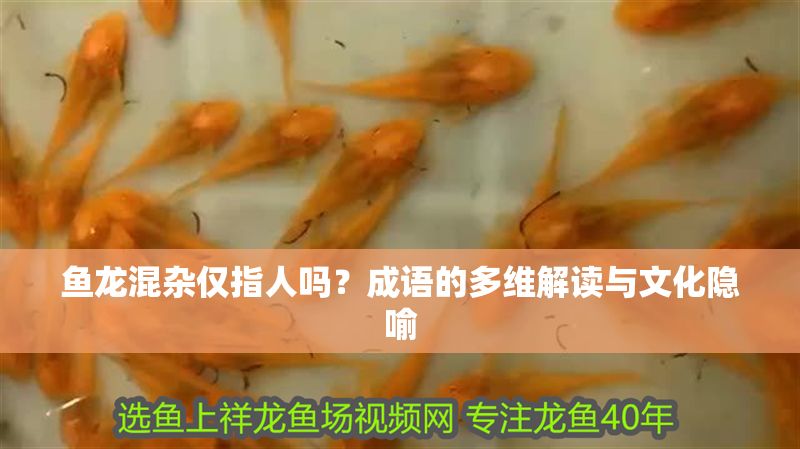 魚龍混雜僅指人嗎？成語的多維解讀與文化隱喻