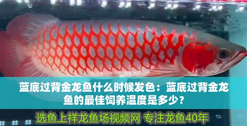 藍(lán)底過(guò)背金龍魚(yú)什么時(shí)候發(fā)色：藍(lán)底過(guò)背金龍魚(yú)的最佳飼養(yǎng)溫度是多少？