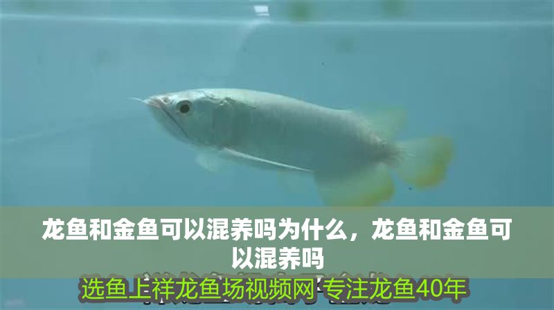 龍魚和金魚可以混養(yǎng)嗎為什么，龍魚和金魚可以混養(yǎng)嗎