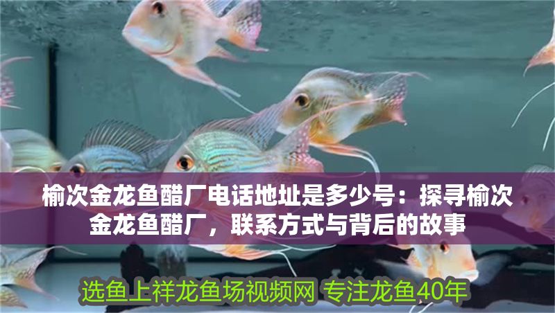 榆次金龍魚醋廠電話地址是多少號：探尋榆次金龍魚醋廠，聯系方式與背后的故事