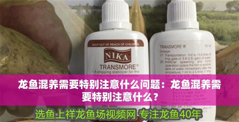 龍魚混養需要特別注意什么問題：龍魚混養需要特別注意什么？