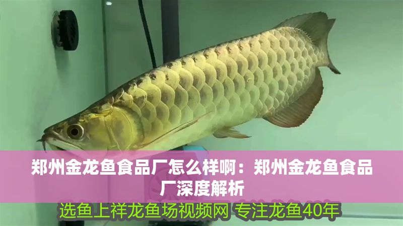 鄭州金龍魚食品廠怎么樣啊：鄭州金龍魚食品廠深度解析