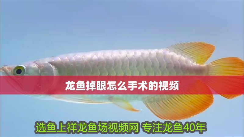 龍魚掉眼怎么手術(shù)的視頻