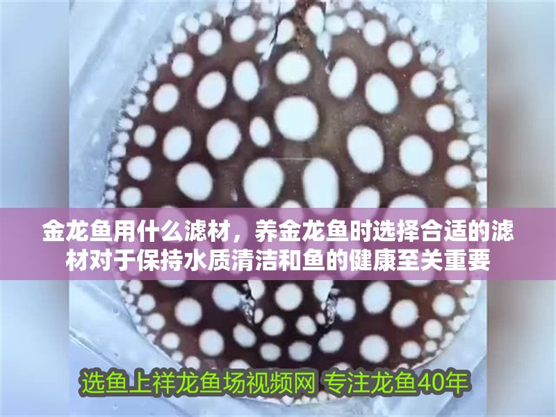 金龍魚用什么濾材，養金龍魚時選擇合適的濾材對于保持水質清潔和魚的健康至關重要