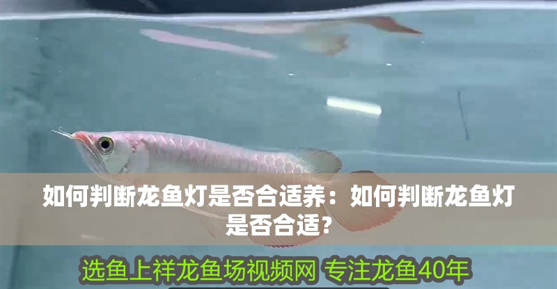 如何判斷龍魚燈是否合適養：如何判斷龍魚燈是否合適？