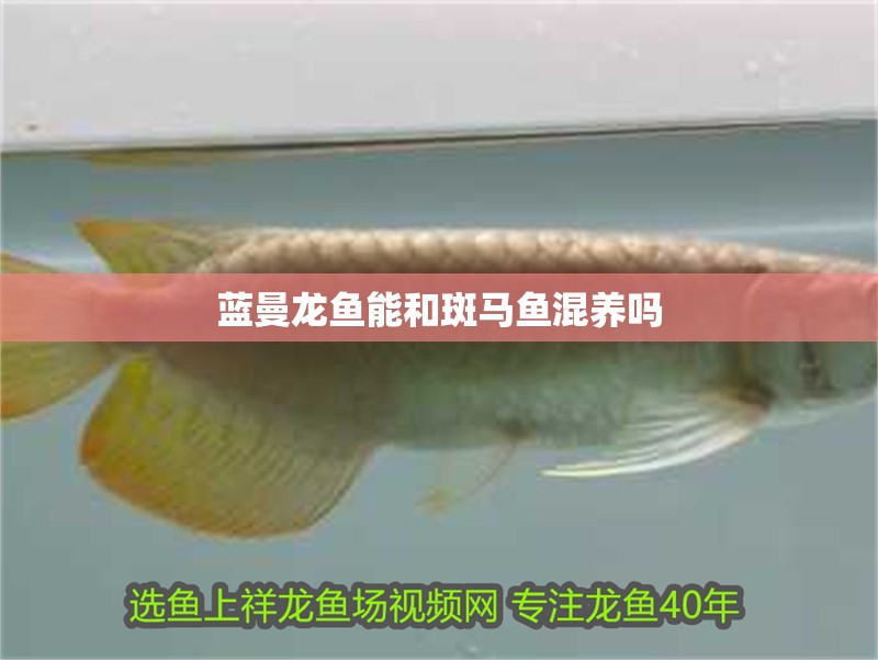 魚缸過濾器選購指南:自制魚缸過濾器魚缸上置過濾器對于養魚愛好者的必備知識 藍曼龍魚能和斑馬魚混養嗎 龍魚百科 藍曼龍魚能和斑馬魚混養嗎 藍曼龍魚能和斑馬魚混養嗎 龍魚百科