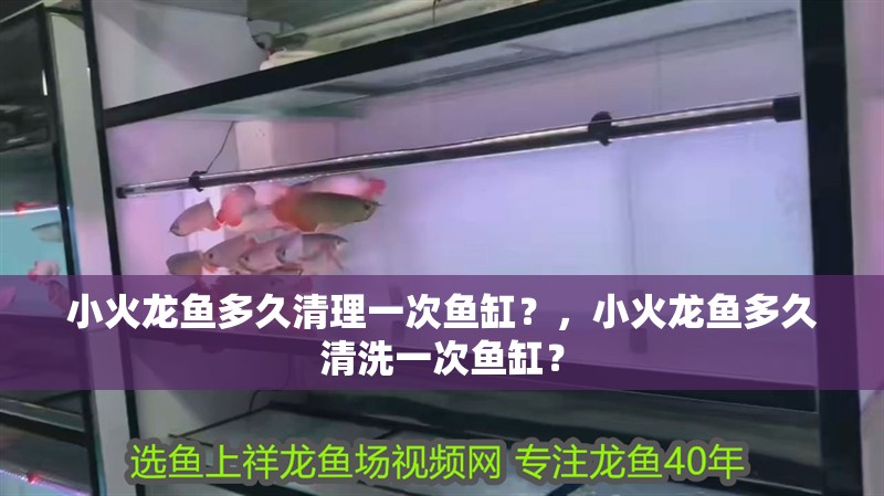 小火龍魚多久清理一次魚缸？，小火龍魚多久清洗一次魚缸？