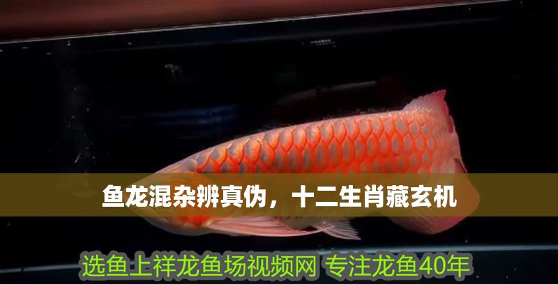 魚龍混雜辨真偽，十二生肖藏玄機