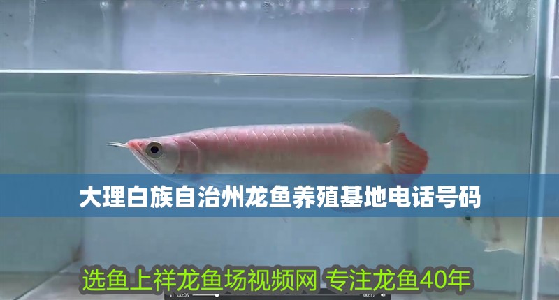 大理白族自治州龍魚養殖基地電話號碼 大理白族自治州龍魚養殖基地電話號碼 龍魚百科