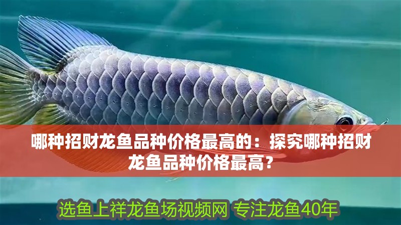 哪種招財(cái)龍魚品種價(jià)格最高的：探究哪種招財(cái)龍魚品種價(jià)格最高？