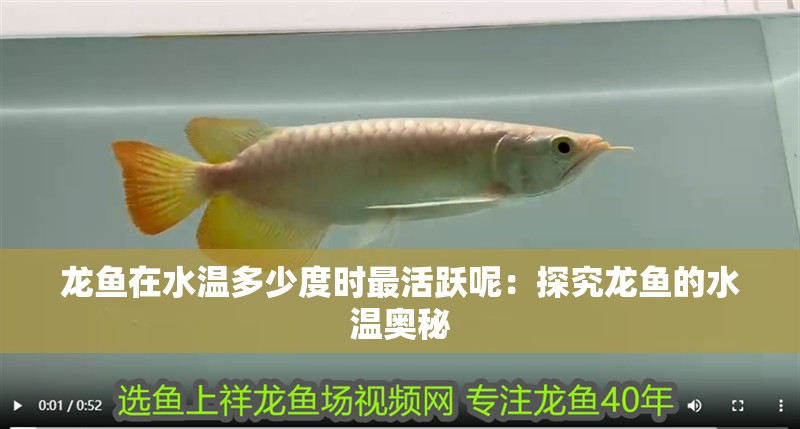 龍魚在水溫多少度時最活躍呢：探究龍魚的水溫奧秘