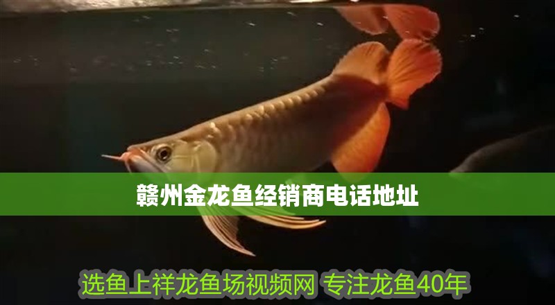 贛州金龍魚經銷商電話地址 贛州金龍魚經銷商電話地址 龍魚百科