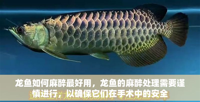 龍魚如何麻醉最好用，龍魚的麻醉處理需要謹慎進行，以確保它們在手術中的安全