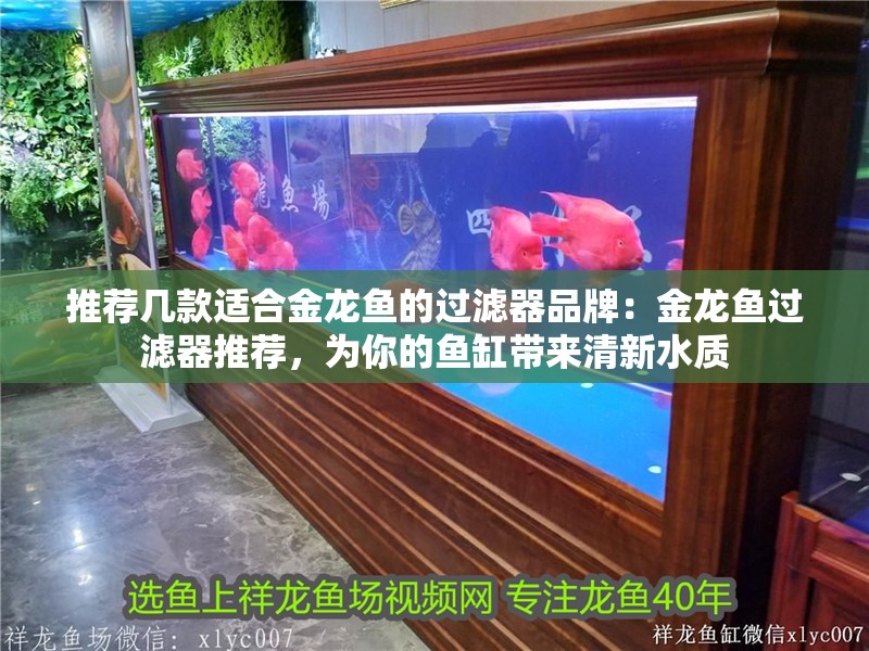 推薦幾款適合金龍魚的過濾器品牌：金龍魚過濾器推薦，為你的魚缸帶來清新水質
