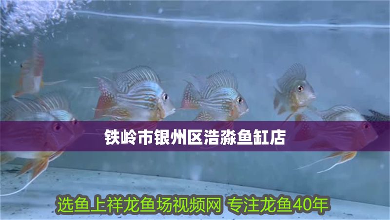 鐵嶺市銀州區浩淼魚缸店 鐵嶺市銀州區浩淼魚缸店 全國水族館企業名錄 第1張