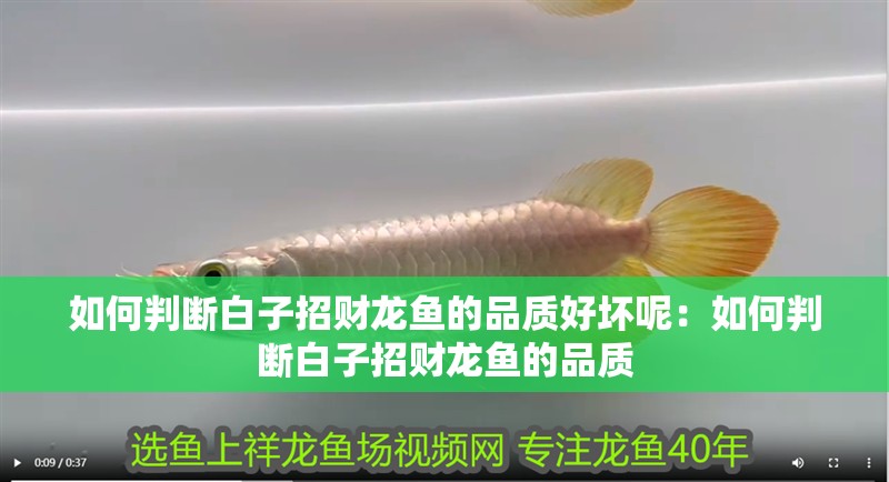 如何判斷白子招財龍魚的品質好壞呢：如何判斷白子招財龍魚的品質