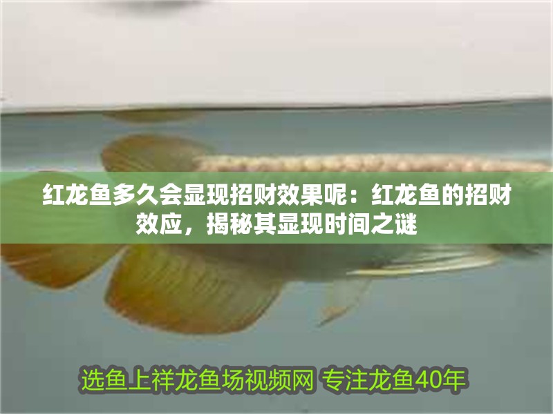 紅龍魚多久會顯現招財效果呢：紅龍魚的招財效應，揭秘其顯現時間之謎