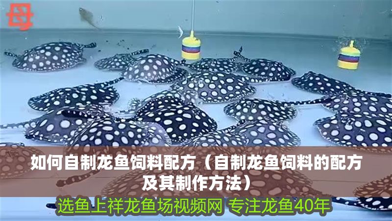 如何自制龍魚飼料配方（自制龍魚飼料的配方及其制作方法）