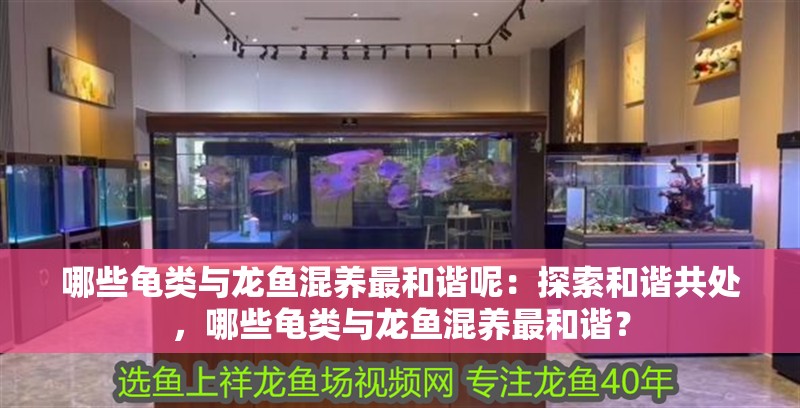 哪些龜類與龍魚混養最和諧呢：探索和諧共處，哪些龜類與龍魚混養最和諧？