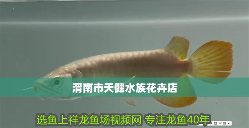 渭南市天健水族花卉店 渭南市天健水族花卉店 全國(guó)水族館企業(yè)名錄 第1張