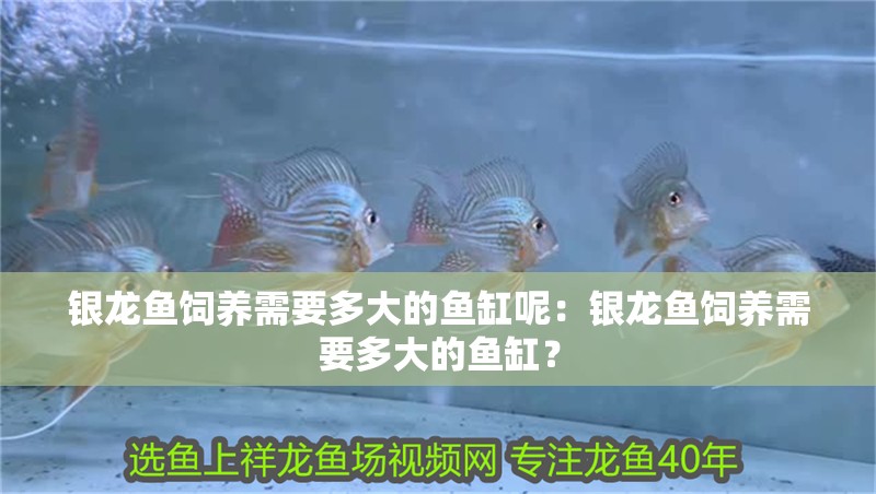 銀龍魚飼養需要多大的魚缸呢：銀龍魚飼養需要多大的魚缸？
