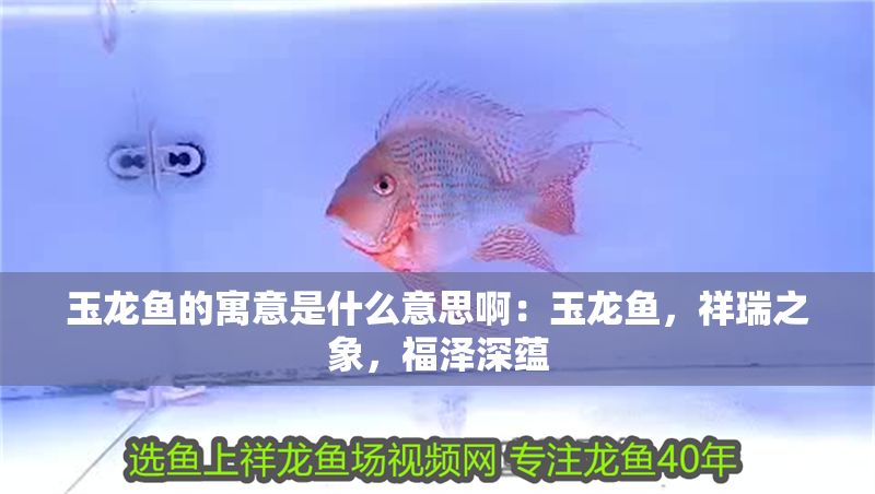 玉龍魚的寓意是什么意思?。河颀堲~，祥瑞之象，福澤深蘊