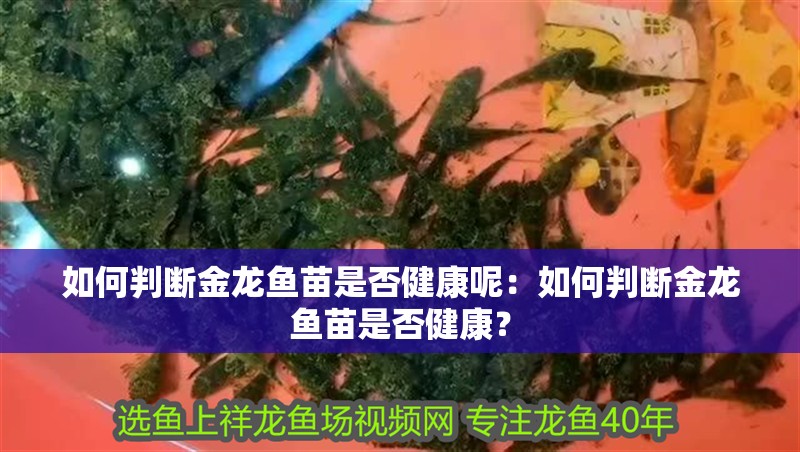 如何判斷金龍魚苗是否健康呢：如何判斷金龍魚苗是否健康？ 如何判斷金龍魚苗是否健康呢：如何判斷金龍魚苗是否健康？ 水族問答