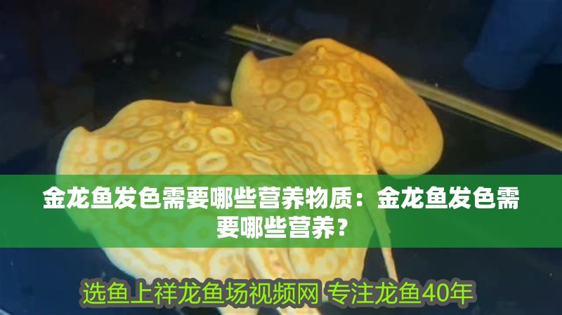 金龍魚發(fā)色需要哪些營養(yǎng)物質(zhì)：金龍魚發(fā)色需要哪些營養(yǎng)？