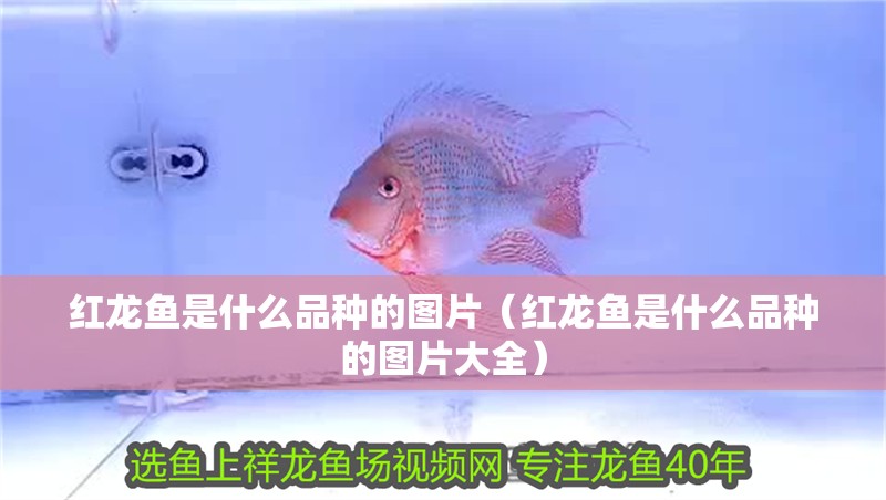 紅龍魚是什么品種的圖片（紅龍魚是什么品種的圖片大全）