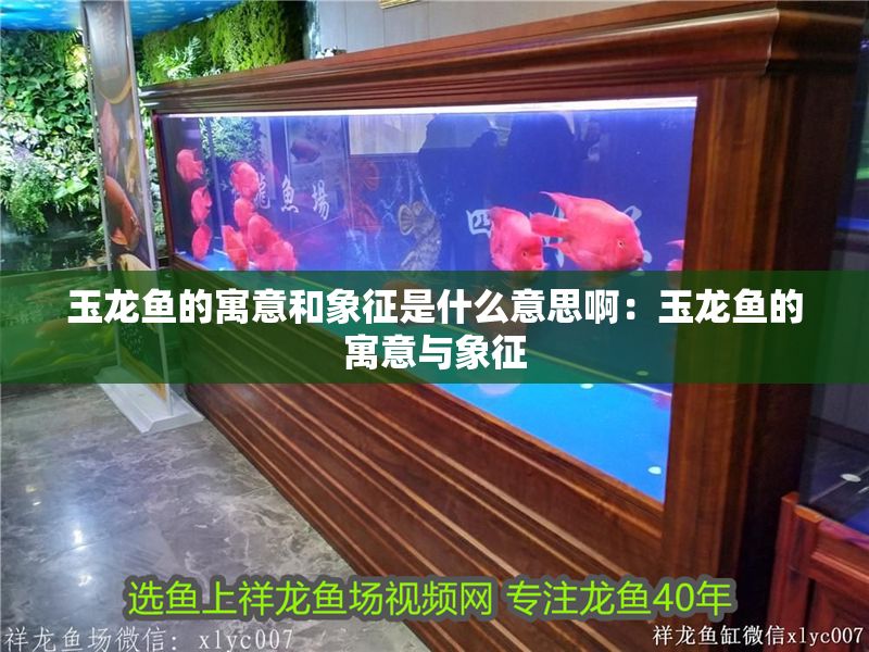 玉龍魚的寓意和象征是什么意思啊：玉龍魚的寓意與象征
