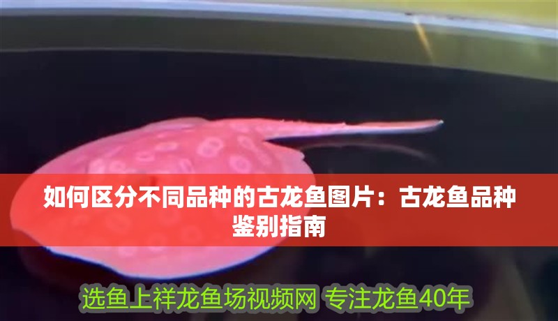 如何區分不同品種的古龍魚圖片：古龍魚品種鑒別指南