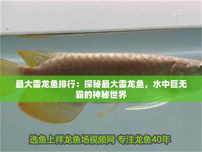 最大雷龍魚排行：探秘最大雷龍魚，水中巨無霸的神秘世界